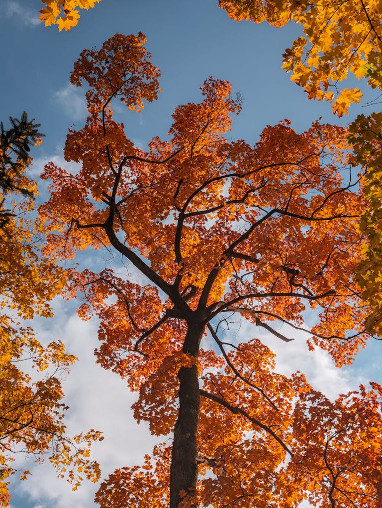 Park Oruński – idealny na rodzinny spacer
