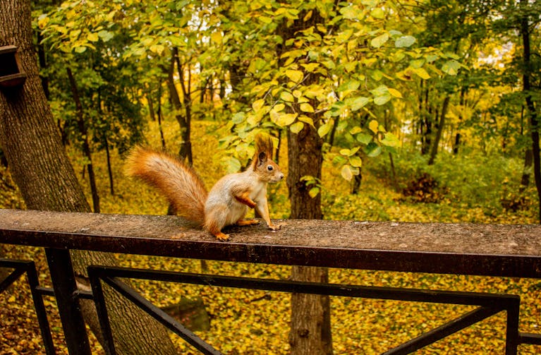 Park Oliwski w Gdańsku – idealne miejsce na spacer